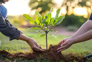 Tree Plantation at Provident Deansgate